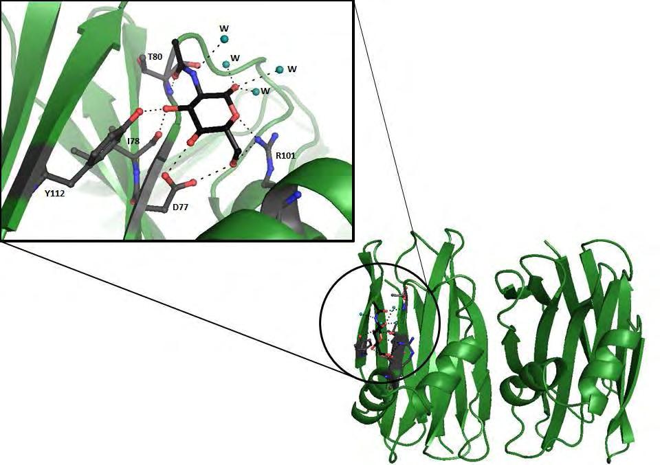 Εικόνα 34 Η θέση σύνδεσης του N-Acetyl-D-Glucosamine στη δύτερη υπομονάδα της SSR1, και
