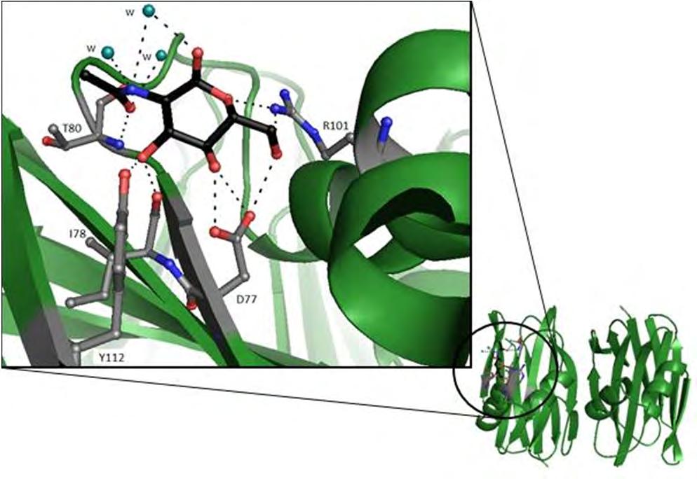 Εικόνα 36 Η θέση σύνδεσης του 2-Acetylamino-2-Deoxy-Alpha-D-Mannopyranose στη δεύτερη υπομονάδα της SSR1, και οι δεσμοί υδρογόνου που σχηματίζει με μόρια νερού(w) και αμινοξικά κατάλοιπα στη θέση