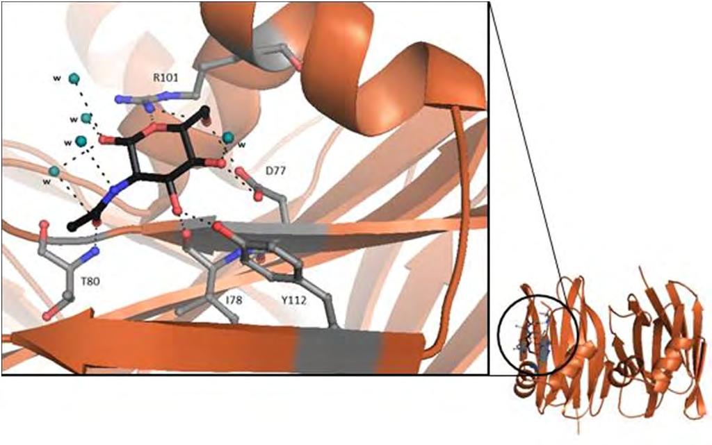 Εικόνα 40 Η θέση σύνδεσης του N-Acetyl-D-Glucosamine στη δεύτερη υπομονάδα της SSR2, και οι δεσμοί υδρογόνου που σχηματίζει με μόρια νερού και αμινοξικά κατάλοιπα στη θέση αυτή.
