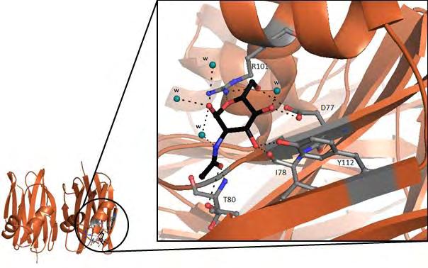 Εικόνα 41 Η θέση σύνδεσης του 2-Acetylamino-2-Deoxy-Alpha-D-Mannopyranose στη μία υπομονάδα της