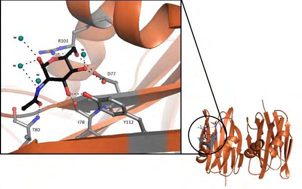 Εικόνα 42 Η θέση σύνδεσης του 2-Acetylamino-2-Deoxy-Alpha-D-Mannopyranose στη δεύτερη υπομονάδα