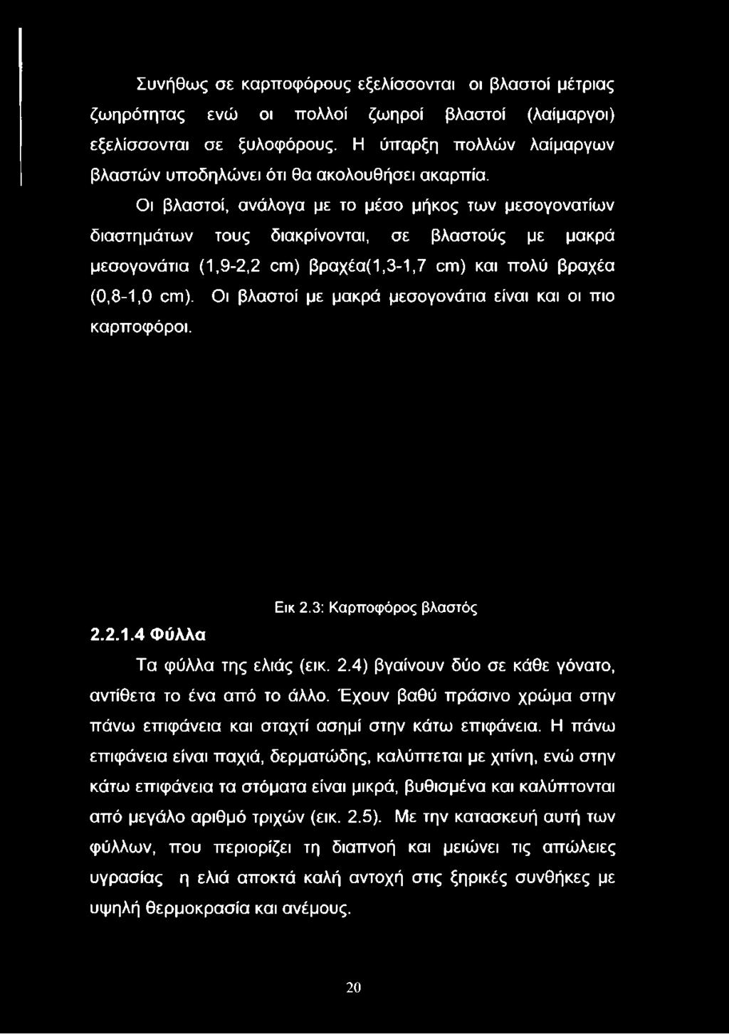 Οι βλαστοί, ανάλογα με το μέσο μήκος των μεσογονατίων διαστημάτων τους διακρίνονται, σε βλαστούς με μακρά μεσογονάτια (1,9-2,2 οιπ) βραχέα(1,3-1,7 οιπ) και πολύ βραχέα