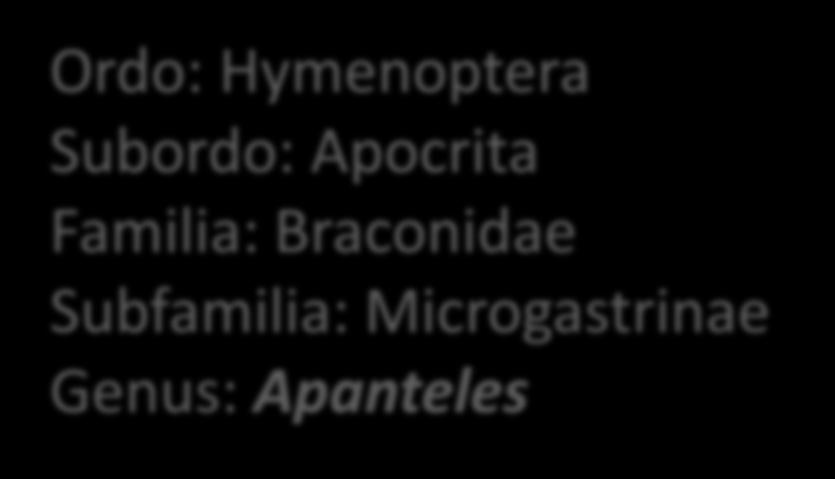 Koinobiontni endoparazitoidi (larve Lepidoptera)