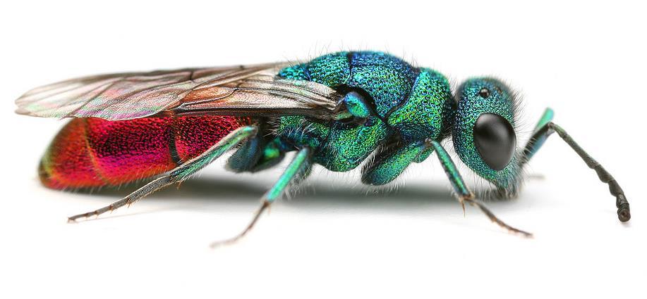 Paraziti Aculeata C.