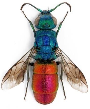 Apocrita Familia: Chrysididae Genus: