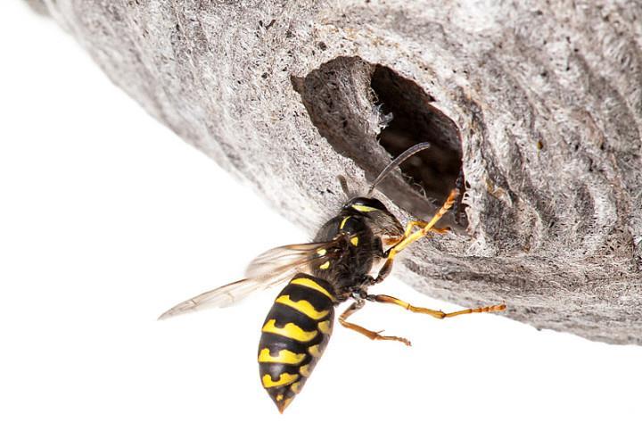 D. sylvestris Ordo: Hymenoptera Subordo: Apocrita Familia: Vespidae