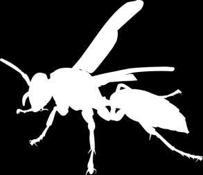 Familia: Vespidae Genus: Polistes