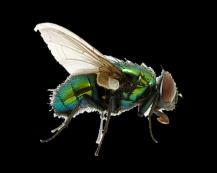 Plan vežbe Classis Ordo Subordo Familia Insecta Trichoptera Diptera Nematocera Orthorrhapha Cyclorrhapha Tipulidae Chironomidae Tabanidae Bombyliidae Asilidae Syrphidae Drosophilidae Muscidae