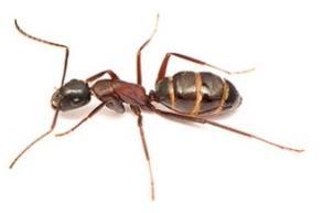 Hymenoptera