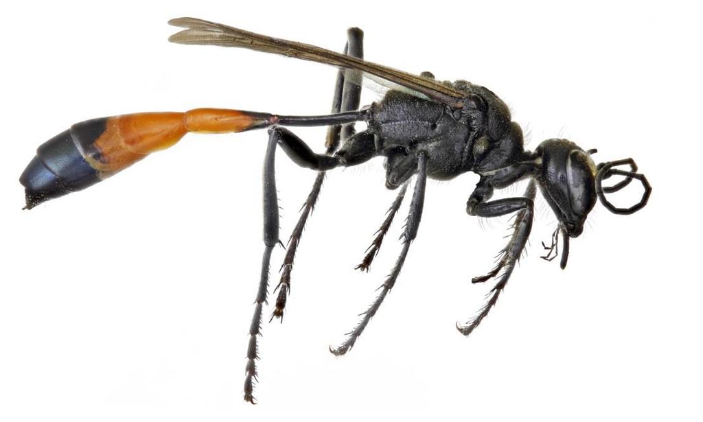 Osa kopačica Toplija područja Ordo: Hymenoptera Subordo: