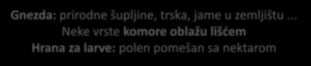 Pčela sekačica lišća, listorez M.