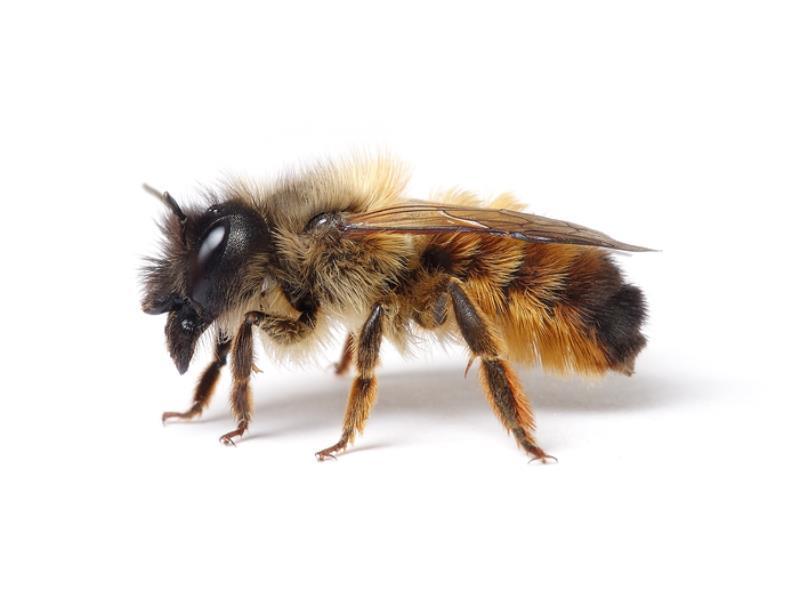 Hymenoptera Subordo: