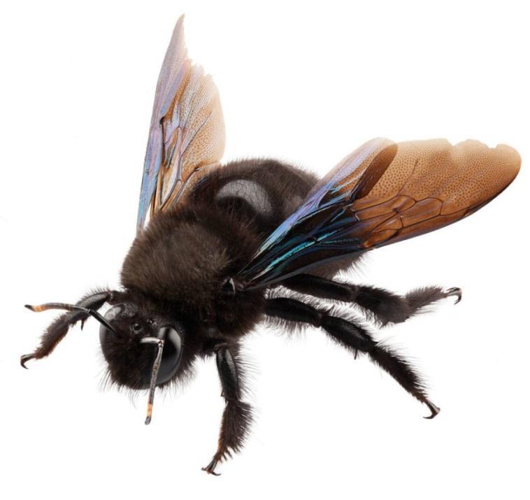 grupe Ordo: Hymenoptera Subordo: Apocrita