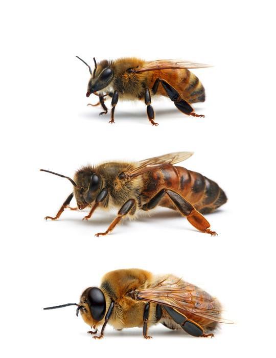 eusocijalni insekti