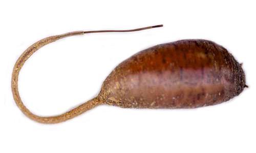 Muva lebdilica, osolika muva