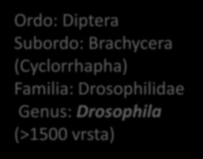 Voćna ili vinska mušica D.