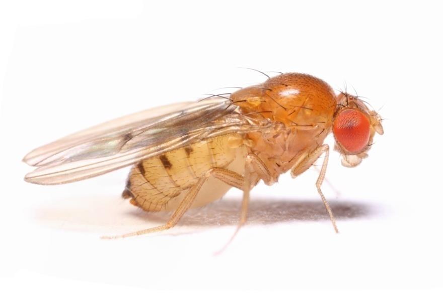 Subordo: Brachycera (Cyclorrhapha)