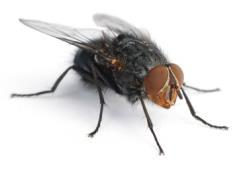 histolytica, A.