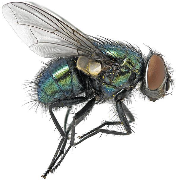 (Cyclorrhapha) Familia: Calliphoridae Genus: Lucilia