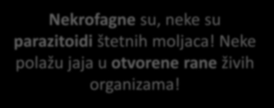 Nekrofagne su, neke su parazitoidi štetnih moljaca!