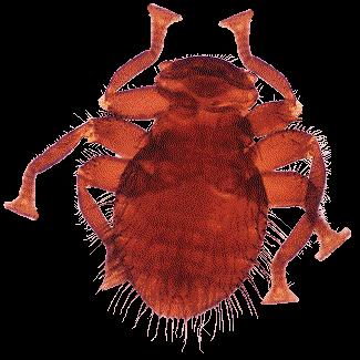 Brachycera