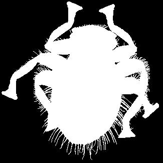 Familia: Braulidae