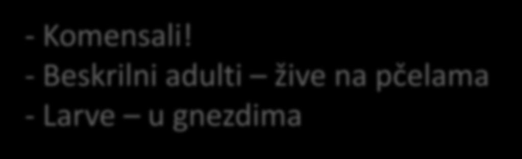 coeca - Komensali!