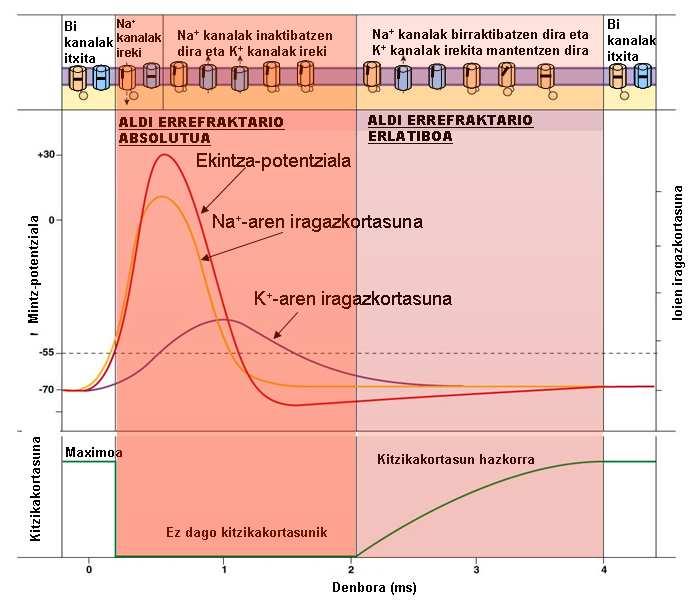 Hurrengo grafikoan ikus daitezke ekintza-potentzialaren fase guztiak eta bakoitzari