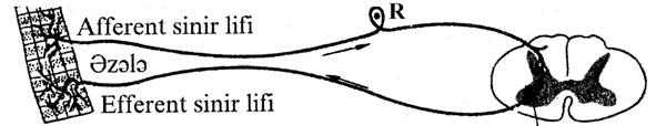 bir-birilə qarşılıqlı əlaqəyə girə bilir. 6.10. Sinir mərkəzlərinin xüsusiyyətləri Şəkil 6.20. İkineyronlu (A) və üçneyronlu (B) onurğa beyni refleks qövsünün sxemi.