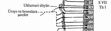 düyünqabağı (preqanqlionar), düyünlərdən sonrakı liflərinə isə düyünsonrası (postqanqlionar) liflər deyilir (şəkil 6.36, 6.37). Şəkil 6.36. Simpatik liflərin düyünlərdən keçməsini göstərən sxem.