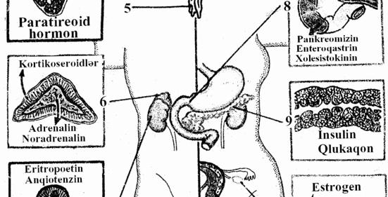 Fermentlərdən fərqli olaraq hormonal maddələrə hüceyrəsiz mühitdə kimyəvi təsir göstərmirlər: onlar hüceyrə quruluşunda yalnız həyat fəaliyyəti proseslərinə təsir göstərirlər.