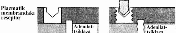fosforlaşmasını və onun t-amf-a çevrilməsini kataliz edir olur. Hormon hüceyrəsi membranın səthindəki reseptorla əlaqəyə girərək onu transformasiya edir.