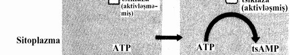 t-amf isə hüceyrədə müxtəlif effektli dəyişikliklərin baş verməsi ilə nəticələnir, bu da son nəticədə hüceyrənin fizioloji cavabına səbəb olur.