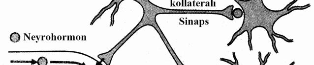 qurtarır və həmin maddəni neyrohormon şəklində buraxır (şəkil 7.7). Şəkil 7.6. Hormonal və parakrin tənzimləmə arasındakı fərq.