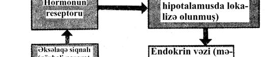 Şəkil 7.8. Tənzimləmənin endokrin zəncirinin sxematik təsviri. «-» əks əlaqə siqnalı humoral və sinir təbiətli ola bilər.