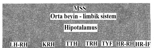 yetişməsini, digəri isə follikulların partlamasını, ovulyasiyanı və sarı cismin əmələ gəlməsini təmin edir. Bu 2 hormon qadınlarda yerinə yetirdiyi funksiyalara görə bu cür adlandırılıb.