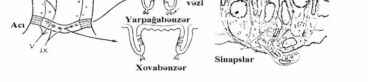 öyrənilmişdir. Dad sensor sistemi əsas etibarı ilə qidalı maddələrə həssaslığı ilə fərqlənir.