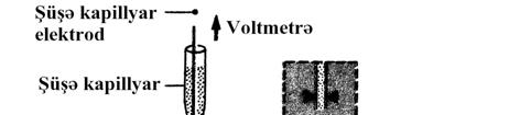 4. Hüceyrə membranının molekulyar sxemi: X mukopolisaxarid təbəqəsi; Z fosfolipid təbəqəsi; Y zülal təbəqəsi.