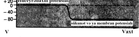 Məhz K + və Na + ionları miqdarının hüceyrə daxilində və xaricindəki münasibəti sükunət potensialını yaradan səbəb