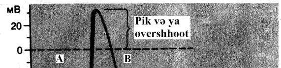 Şəkil 4.7. Neyronda fəaliyyət potensialının qeydi: A. depolyarizasiya fazası; B. repolyarizasiya fazası; V. iz potensialı, qıcıqlanma anı oxla göstərilmişdir. Şəkil 4.