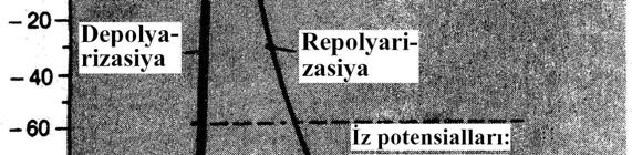 Yüksəliş fazası zamanı hüceyrə membranı öz normal yükünü (polyarizasiyasını) itirir; Ona görə də yüksəliş fazasını həmçinin depolyarlaşma fazası adlandırırlar.
