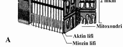 Xaksli və Xanson nəzəriyyəsinə görə, miofibrildə belə eninəzolaqların əmələ gəlməsi aktin və miozin filamentlərin xüsusi qarşılıqlı düzülüşünə əsaslanır.