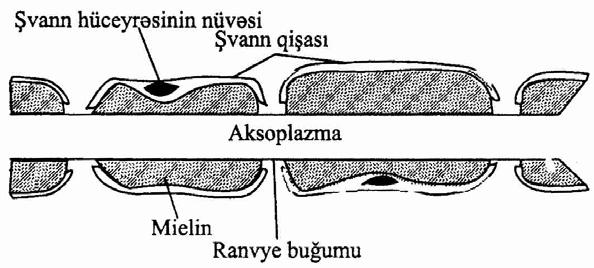 urğa beynindən başlayaraq işcil orqanlara kimi uzanır. Onların üzəri mielin qaşası ilə örtülü olur. Mielin qişasını da xaricdən Şvann qişası örtür. Mielin qişa hər 1-2,5 mm məsafədə kəsilir.