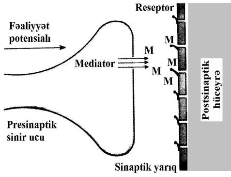 Şəkil 6.18. Kimyəvi sinaptik nəqletmənin sxemi. Elektrik vasitəsilə sinaptik ötürmə.