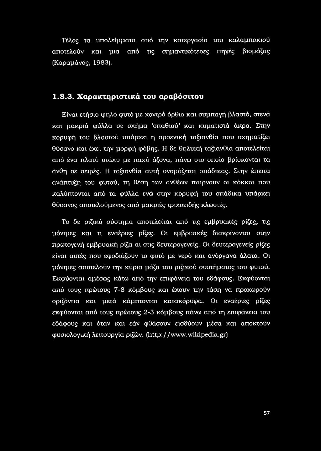 Στην κορυφή του βλαστού υπάρχει η αρσενική ταξιανθία που σχηματίζει θύσανο και έχει την μορφή φόβης.