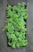 15 ΣΥΣΤΗΜΑΤΑ ΚΑΘΕΤΗΣ ΦΥΤΕΥΣΗΣ-VERTICAL GARDENS 2.