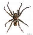 14. ΚΛΑΣΗ: ΑΡΑΧΝΙΔΙΑ 14.1. ΤΑΞΗ ΑΡΑΧΝΕΣ (ARANEAE) Οι αράχνες είναι μία από τις έντεκα τάξεις των αραχνιδίων, που ανήκουν στα Αρθρόποδα.
