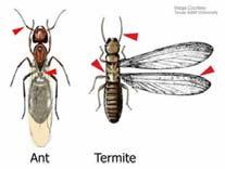 (2.000 είδη) Μεσαίου μεγέθους έντομα, μαλακόσωμα, που φέρουν δυο παρόμοια ζεύγη πτερύγων. Ζουν σε μεγάλες κοινωνίες με λίγα αναπαραγωγικά άτομα και πολλούς στείρους εργάτες και στρατιώτες.