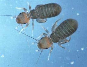 22. ΤΑΞΗ PSOCOPTERA (1.700 είδη) Μικρά, μαλακόσωμα έντομα, με δυο ζεύγη μεμβρανωδών πτερύγων. Μερικά από αυτά είναι άπτερα. Έχουν στοματικά μόρια μασητικού τύπου και είναι σαπροφάγα.
