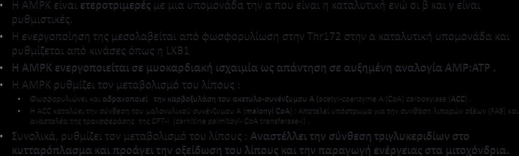 Η AMPK (AMP- activated protein kinase) είναι σημαντικός ρυθμιστής του καρδιακού